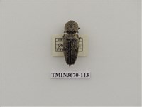 藏品(叩頭蟲(1))的圖片